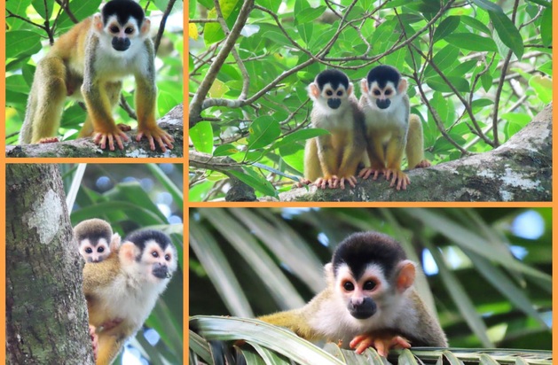 La fragmentación de los bosques pone en peligro a este mono. Foto: Cortesía/Proyecto Primates Panamá La fragmentación de los bosques pone en peligro a este mono. Foto: Cortesía/Proyecto Primates Panamá