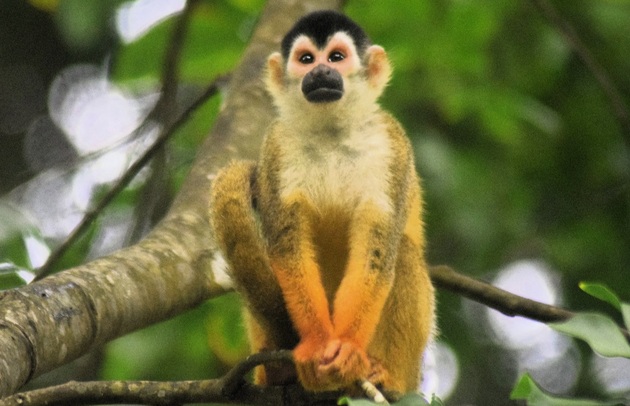El mono tití chiricano se alimenta principalmente de frutas e insectos. Foto: Cortesía/Proyecto Primates Panamá El mono tití chiricano se alimenta principalmente de frutas e insectos. Foto: Cortesía/Proyecto Primates Panamá