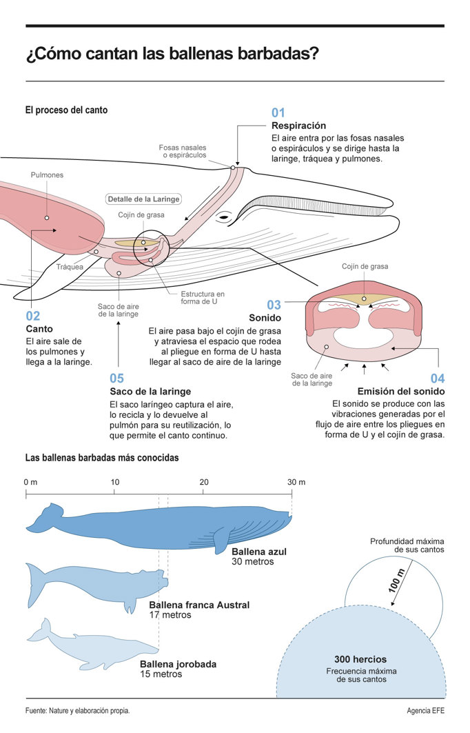 Las  ballenas barbadas usan la laringe para producir sonidos. Foto: EFE