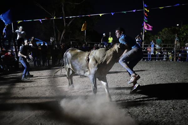Jóvenes participan de una corrida de toros este sábado, durante el Festival Folclórico Nacional de La Mitra. Jóvenes participan de una corrida de toros este sábado, durante el Festival Folclórico Nacional de La Mitra.