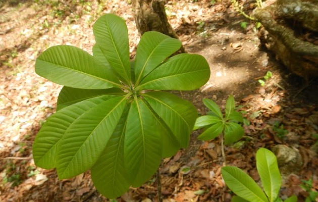 El "Palo Santo" se reproduce de manera asexual, desde las raíces tiende a producir otras plantas.   Foto: Cortesía/Juvenal Batista