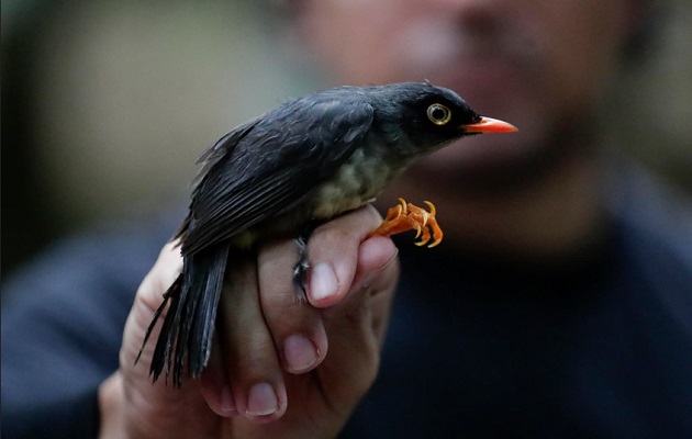 Los resultados preliminares apuntan al registro de 250 especies de aves para la reserva. Foto: EFE/Bienvenido Velasco Los resultados preliminares apuntan al registro de 250 especies de aves para la reserva. Foto: EFE/Bienvenido Velasco