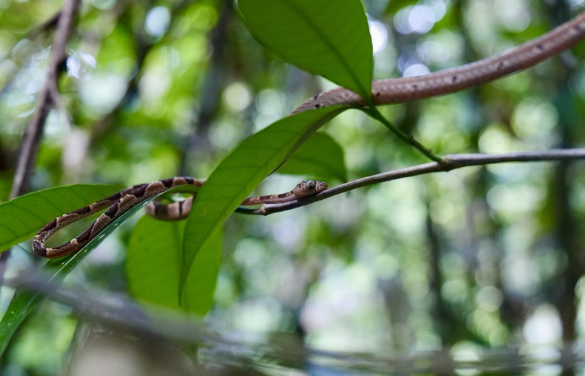 En la reserva Sierra Llorona hay diversidad de reptiles y anfibios.  Foto: Cortesía