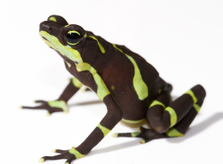 'Atelopus limosus'. 'Atelopus limosus'.