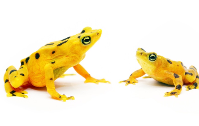 'Atelopus zeteki'. 'Atelopus zeteki'.