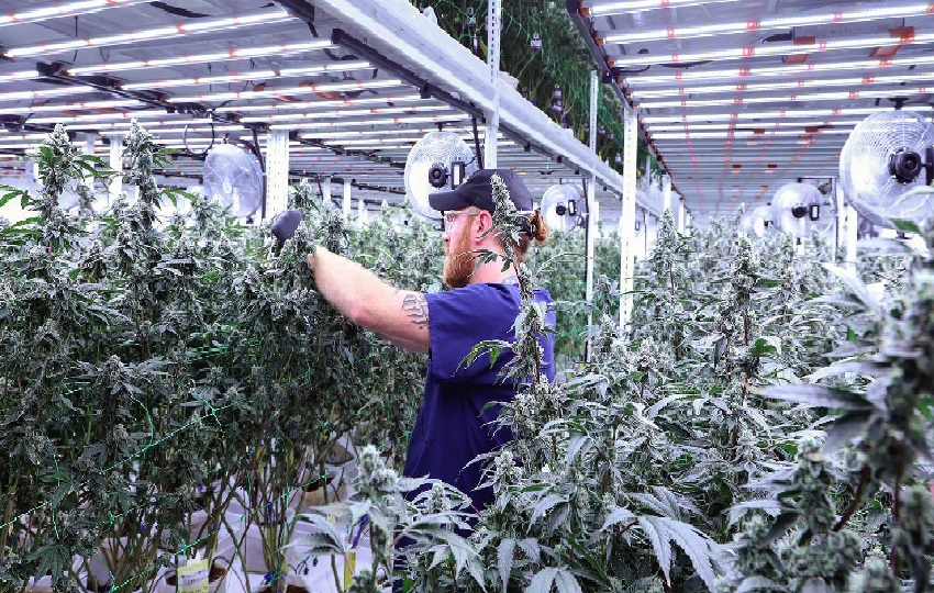 Hay que dar los pasos necesarios para que los que tengan licencias puedan exportar el producto. Foto. Cortesía Hay que dar los pasos necesarios para que los que tengan licencias puedan exportar el producto. Foto. Cortesía