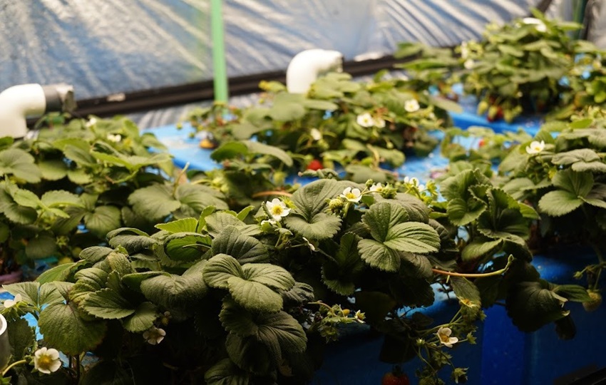 Las fresas próximamente estarán en el mercado. Foto: Cortesía Las fresas próximamente estarán en el mercado. Foto: Cortesía