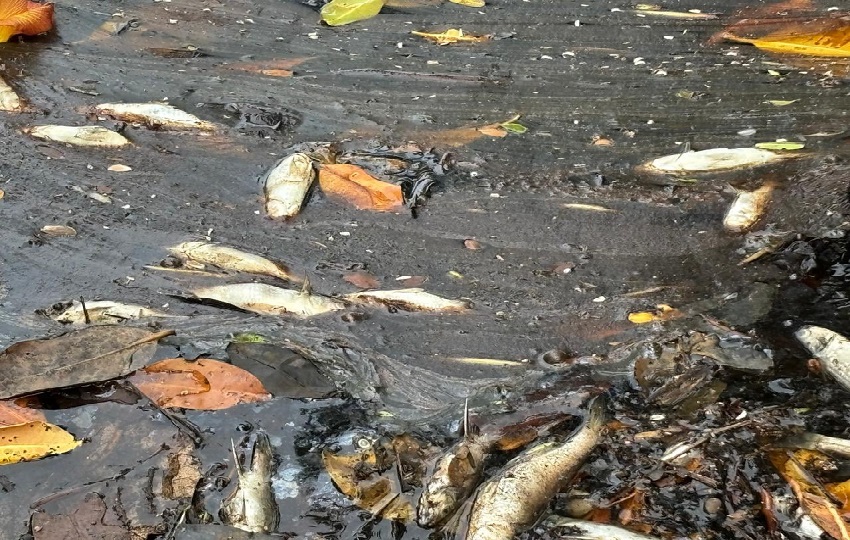 La entidad ofrece una recompensa de $500 por información que permita dar con los responsables de este crimen. Foto. MiAmbiente La entidad ofrece una recompensa de $500 por información que permita dar con los responsables de este crimen. Foto. MiAmbiente