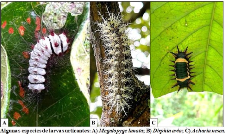 larva.jpg larva.jpg