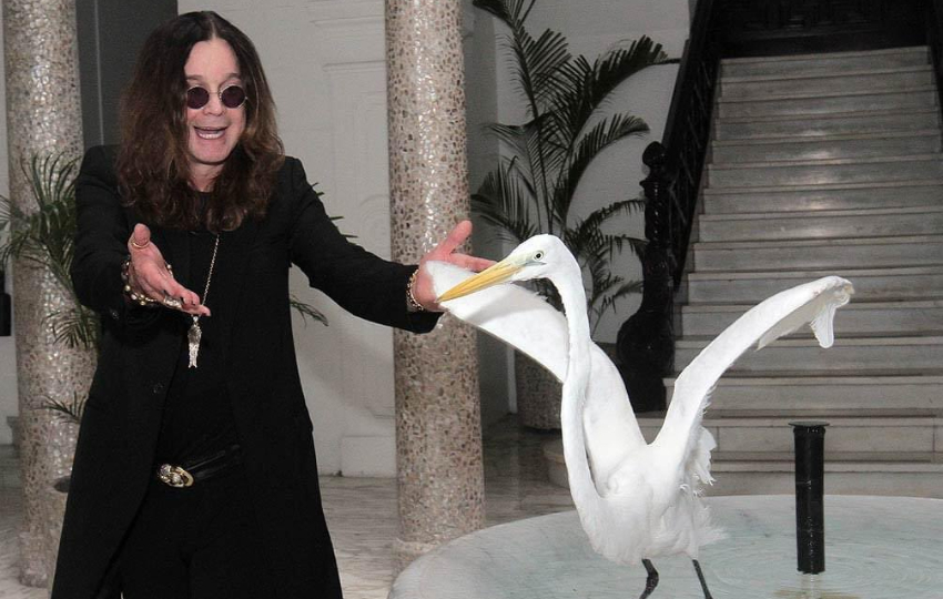 Ozzy Osbourne con una de las garzas del palacio. Foto: X / Ozzy Osbourne Ozzy Osbourne con una de las garzas del palacio. Foto: X / Ozzy Osbourne