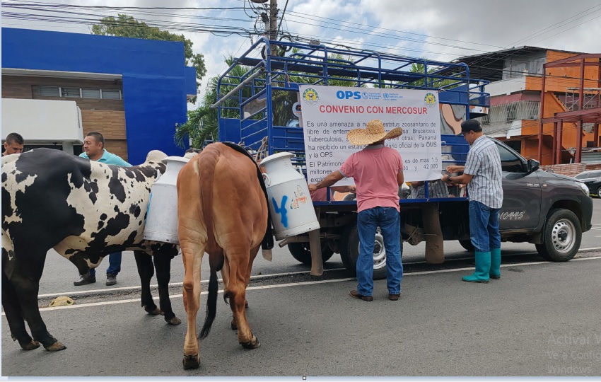 Los productores también advirtieron que estas importaciones están repercutiendo en el cumplimiento de sus compromisos financieros con las entidades bancarias. Foto. Eric Montenegro Los productores también advirtieron que estas importaciones están repercutiendo en el cumplimiento de sus compromisos financieros con las entidades bancarias. Foto. Eric Montenegro