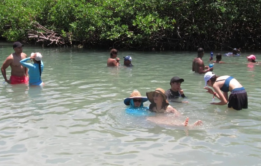 Ya en el lugar, los visitantes pueden nadar en estas cristalinas aguas de color azul, en la que pueden observar los peces que viven en esta área de manglar. Ya en el lugar, los visitantes pueden nadar en estas cristalinas aguas de color azul, en la que pueden observar los peces que viven en esta área de manglar.