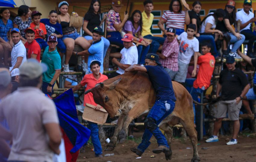 Una persona se monta sobre un bovino durante una corrida de toros del Festival Nacional de la Mejorana. Foto: EFE Una persona se monta sobre un bovino durante una corrida de toros del Festival Nacional de la Mejorana. Foto: EFE