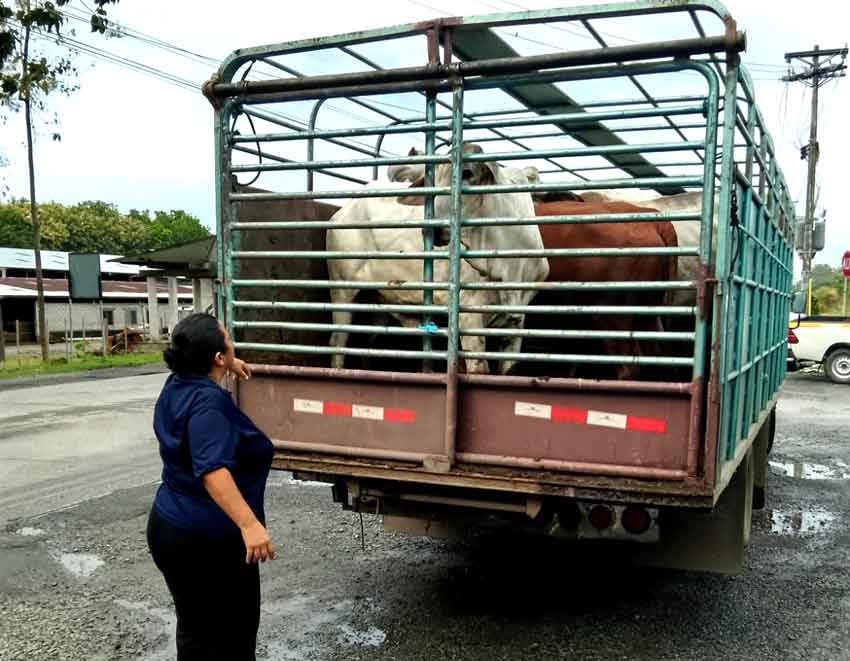 mida-reses-salud-animal.jpg mida-reses-salud-animal.jpg