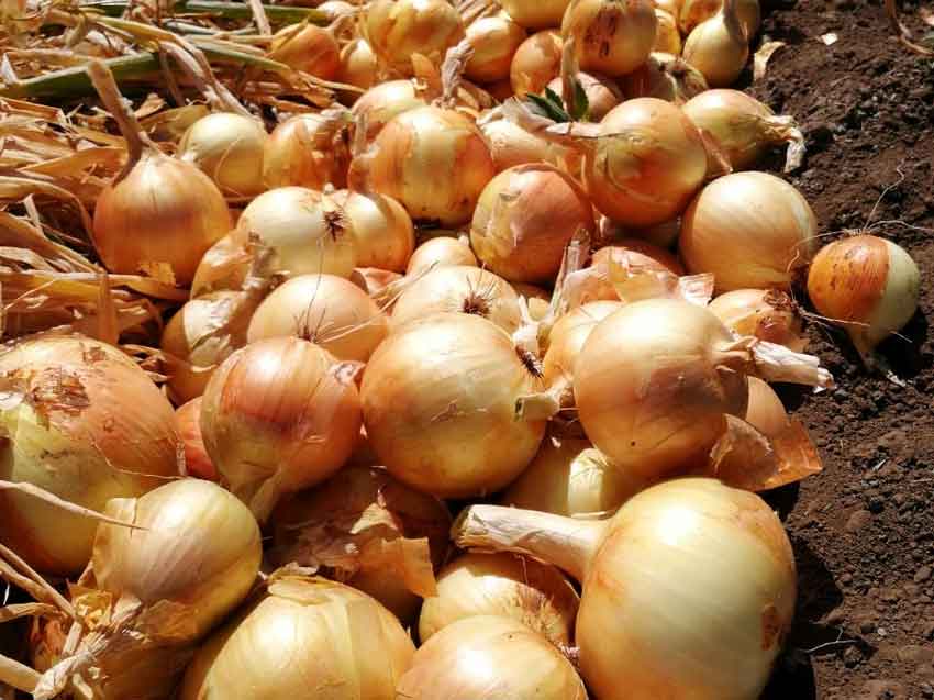 cebolleros-cocle-innovacion-modernizacion-tecnologia-mida.jpg cebolleros-cocle-innovacion-modernizacion-tecnologia-mida.jpg
