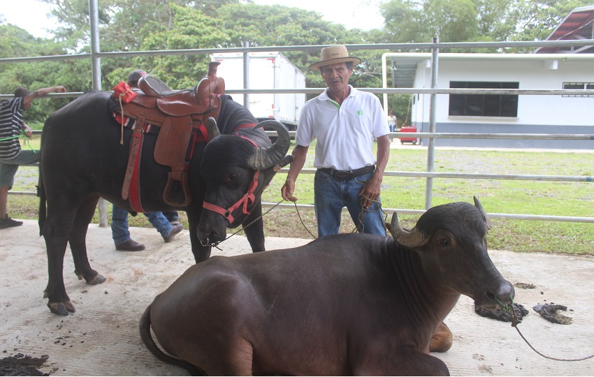 Los interesados pueden visitar fincas agroturísticas para que puedan convivir con el campesino y tener esa experiencia. Foto. Diómedes Sánchez Los interesados pueden visitar fincas agroturísticas para que puedan convivir con el campesino y tener esa experiencia. Foto. Diómedes Sánchez