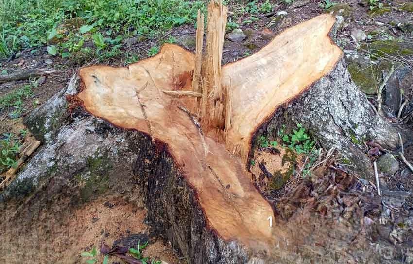 tala_ilegal_arbol.jpg