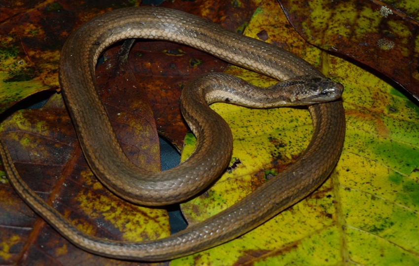 Imagen de la serpiente T. mocquardi. Foto: Marcos Ponce Imagen de la serpiente T. mocquardi. Foto: Marcos Ponce