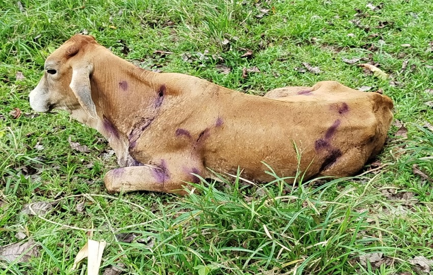 Ganado afectado por mordidas de murciélagos hematófago, riesgo que el MIDA busca controlar en Colón. Ganado afectado por mordidas de murciélagos hematófago, riesgo que el MIDA busca controlar en Colón.