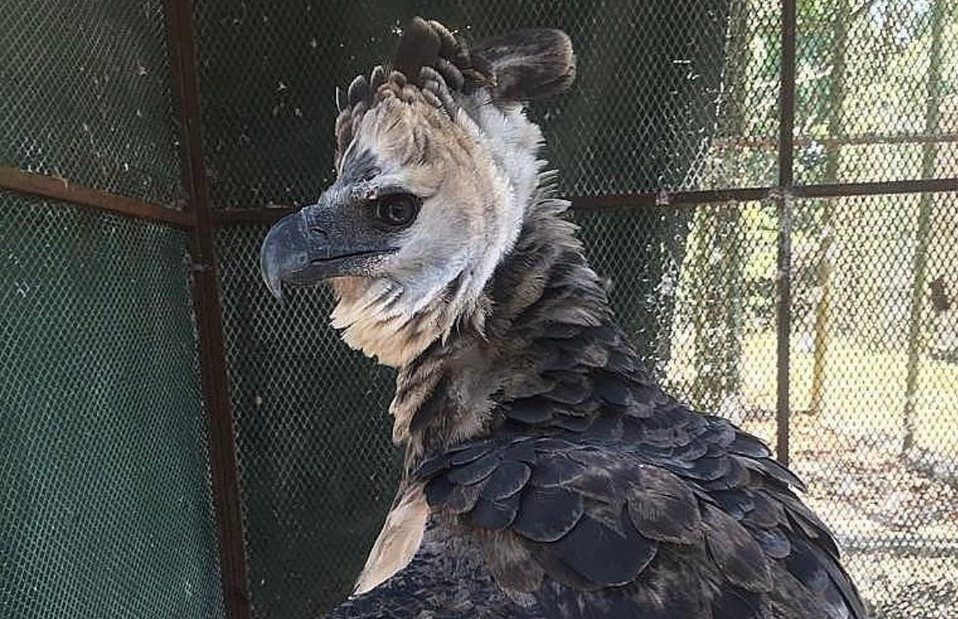 El águila harpía que se hurtaron fue rescatada en Nombre de Dios, provincia de Colón. El águila harpía que se hurtaron fue rescatada en Nombre de Dios, provincia de Colón.