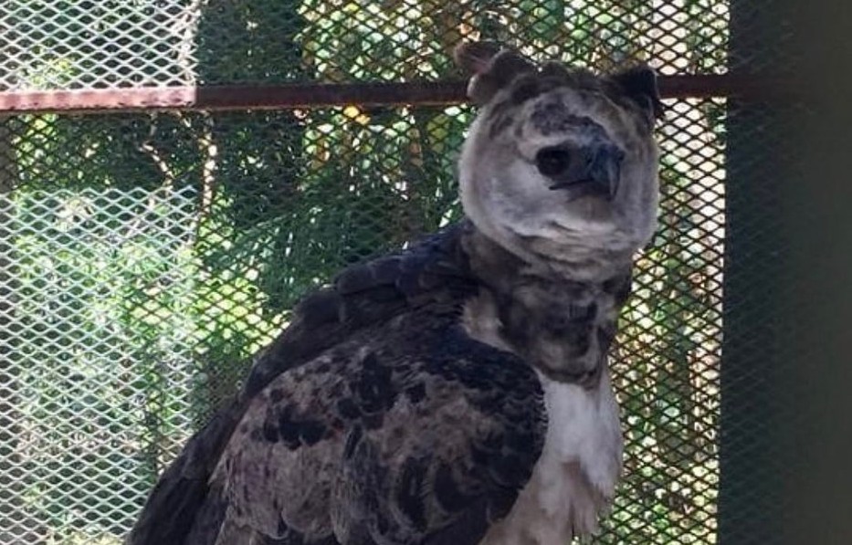 El águila harpía que presuntamente se hurtaron fue rescatada en Nombre de Dios, provincia de Colón. El águila harpía que presuntamente se hurtaron fue rescatada en Nombre de Dios, provincia de Colón.