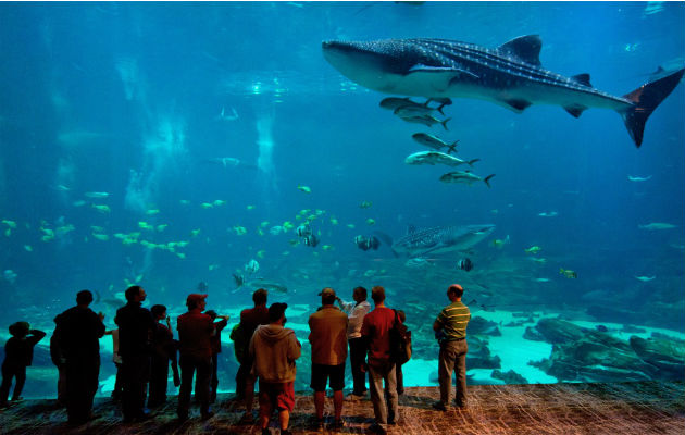 Miles de turistas visitan el impresionante Acuario de Atlanta, una de las atracciones turísticas.