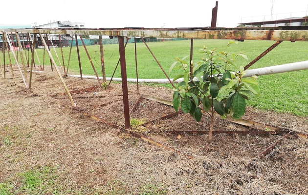 Crecen plantas en el diamante.