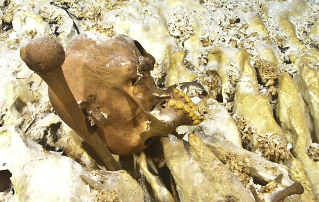 Cabeza y femur de adolescente, localizados en la cueva subterránea, el Hoyo Negro en el Yucatán. El análisis genético establece los antecedentes de los indígenas americanos provienen de Norte Asia
