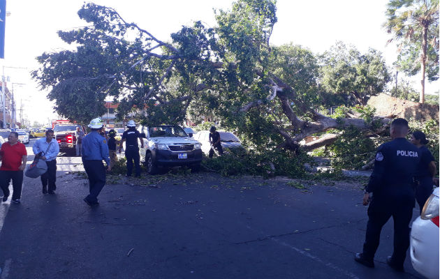 Fuerte brisa tumba árbol sobre vehículos en el parque Cervantes de David Los bomberos con motosierras retiraron el árbol. Foto: José Vásquez.