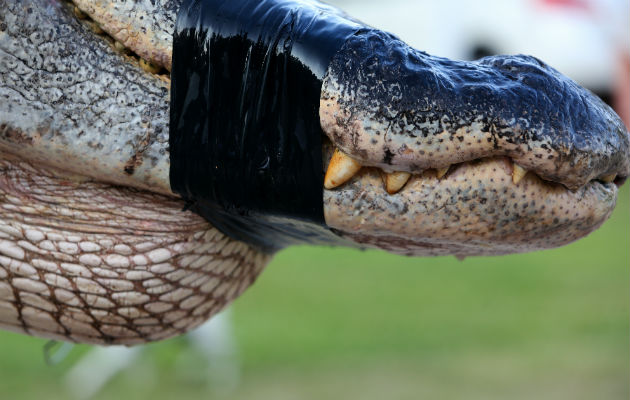 Foto/AP