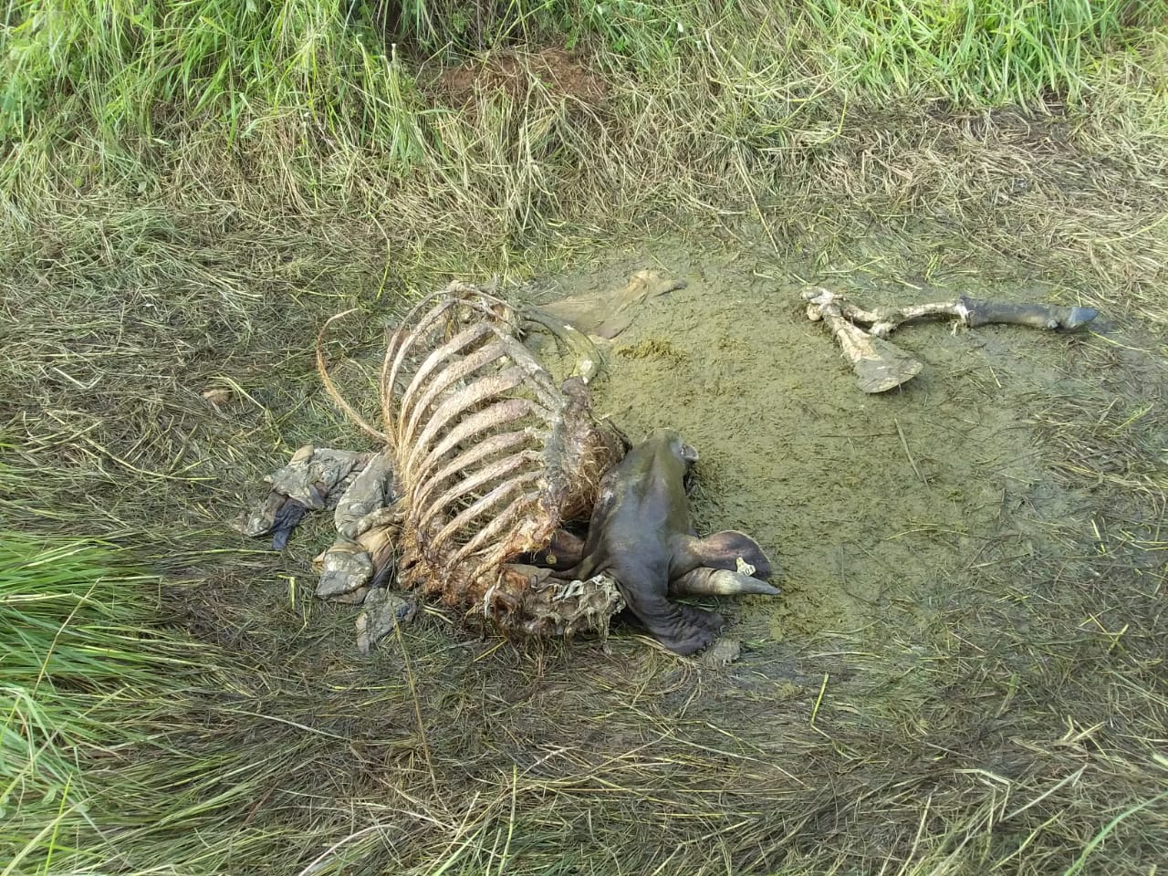 Los restos del animal fue lo único que le dejaron al productor. Foto: Thays Domínguez