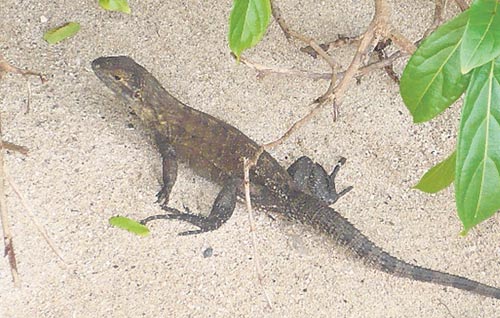 <p>Especie. Iguana típica de la isla.</p>