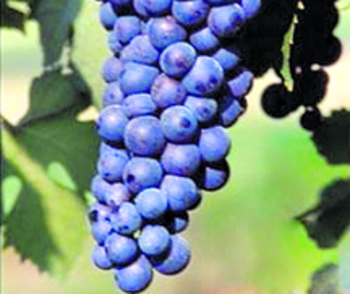 Classico, nombre con el que se designa un tipo particular de vino producido de forma tradicional en una región determinada. Riserva, se usa en vinos que han sido envejecidos al menos dos años más que los demás vinos de su tipo y región.