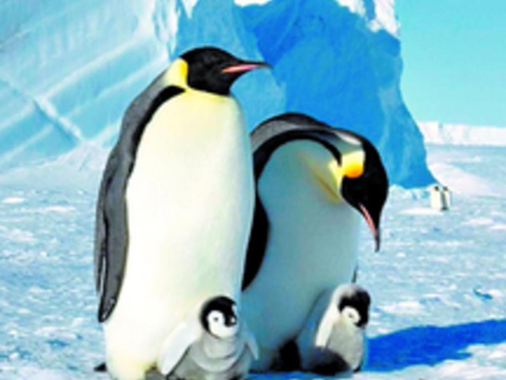 Este viaje de 8 días combina la magnífica visita a la colonia de pingüinos emperadores con el vuelo a través de la meseta polar hasta el Polo Sur geográfico.