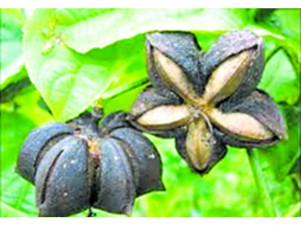 es una semilla andina con gran contenido de proteína y aceite.