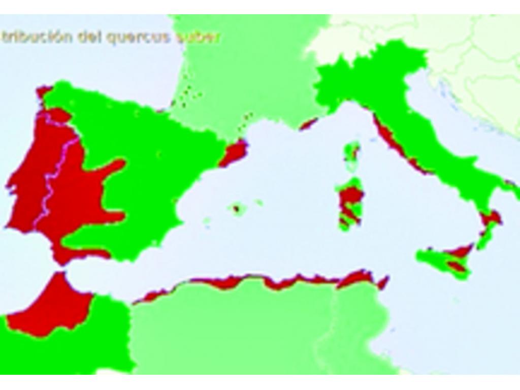 Los principales países productores de corcho son Portugal (61%), España (30%) e Italia (6%).