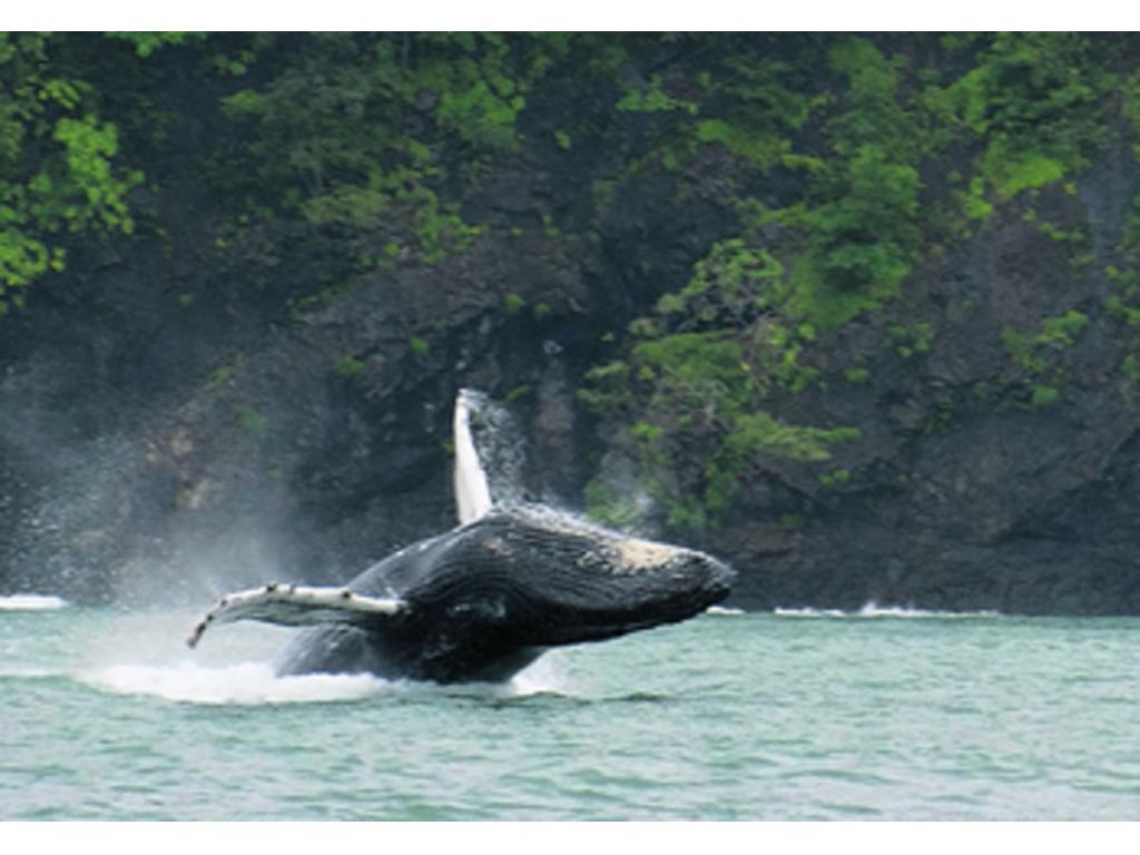 Desde El Arenal se toma la lancha que te lleva a realizar avistamientos de ballenas.(Mar Viva)