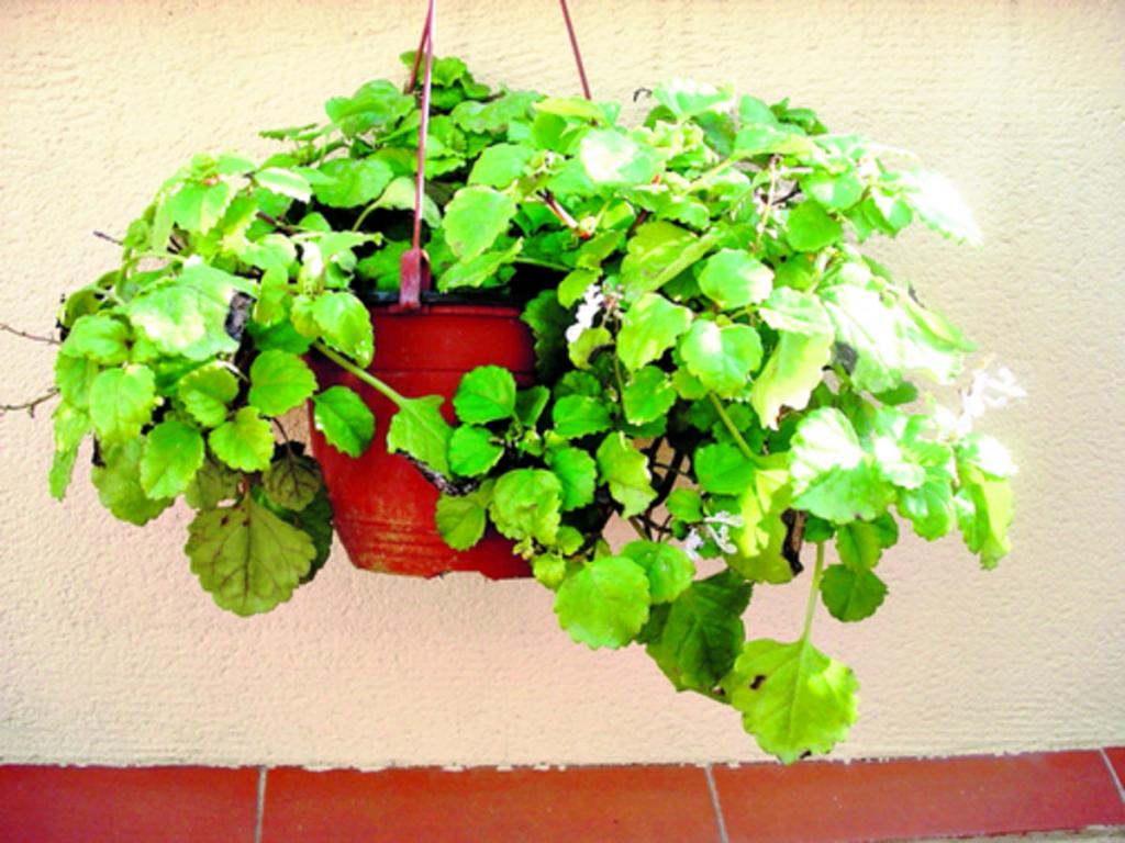 También es vital prestarle atención a la cantidad de luz que reciben las plantas. Aunque en invierno la fuerza del sol es menor, esta es esencial para la fotosíntesis, más si conocemos que la luz artificial no es lo suficientemente potente como para estim