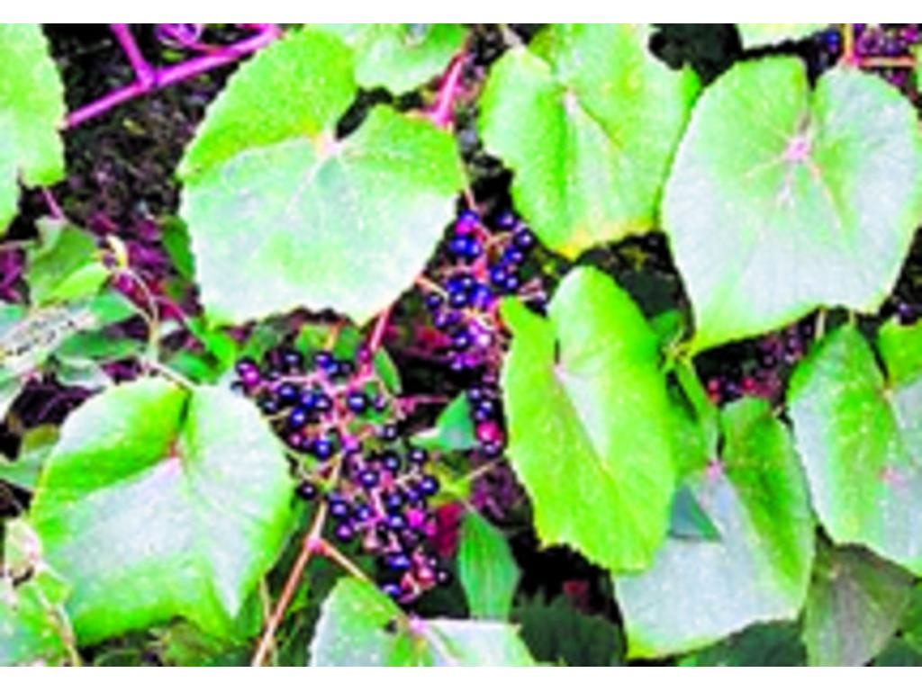 Las vides autóctonas americanas son la Vitis berlandieri, Vitis labrusca, Vitis riparia, y Vitis rupestris.