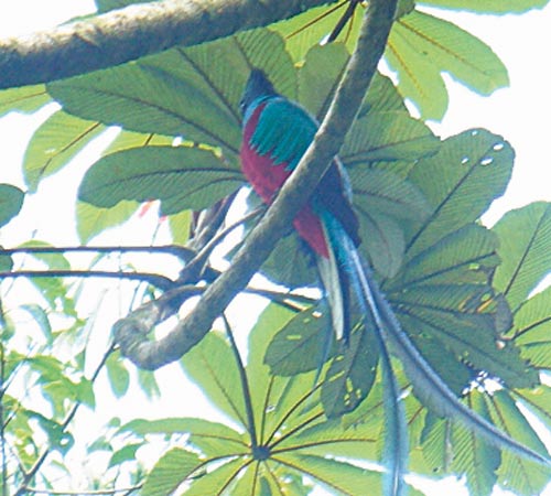 <p>Especie. Se puede observar el quetzal.</p>