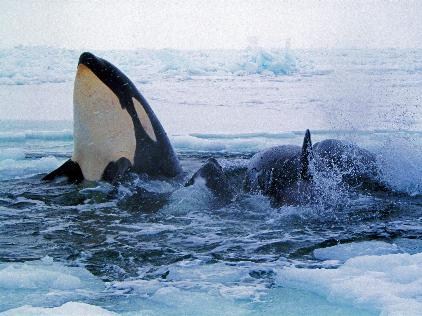 Orcas atrapadas en el hielo. Foto: EFE.<br>