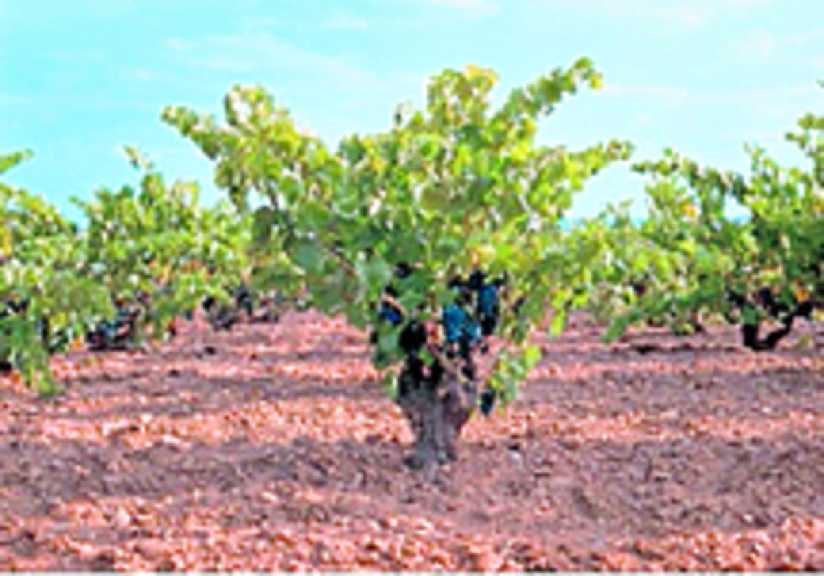 El sistema de poda en vaso supone que del tronco salen cuatro ramas con racimos a muy baja altura. Es el método más frecuente en La Rioja y en el Reino de Aragón.