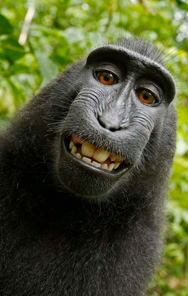 Selfie de mono macaque negro. Crédito de foto: ... ehhh....umm....bueno...