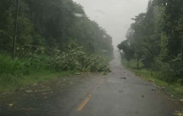Caída de árboles y voladuras de techos por temporal en varias provincias del país Árboles cayeron en las carreteras por los fuertes vientos. Foto: Diómedes Sánchez S.