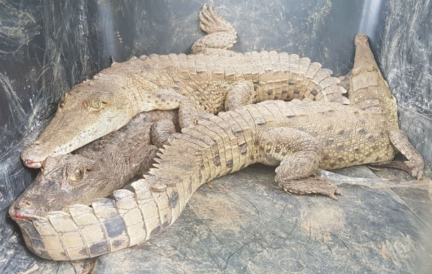 Rescatan a varios animales que se mantenían en un residencia en David Hasta babillos tenían en cautiverio. Foto: Mayra Madrid.