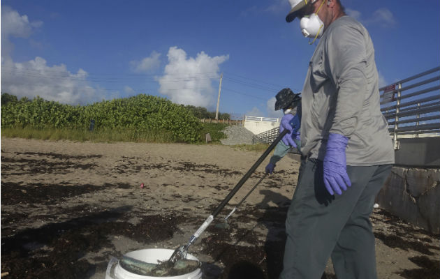 Cierran playas de Miami ante presencia de la marea roja. Trabajadores de Palm Beach County Parks recogen peces muertos.
