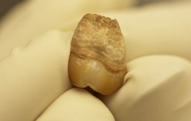 Molar de adolescente del 12-13.000 años de antigüedad, encontrada en el Hoyo Negro en el Yucatán