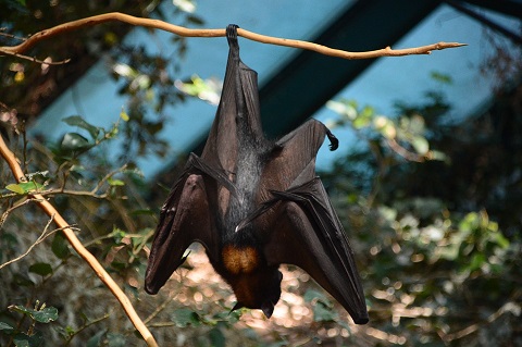 ¿Que el murciélago no es muy bien parecido? ¡Y qué!. El murciélago tiene caracteristicas y habilidades interesantes. Lea el artículo que el Smithsonian (STRI) publica en su sitio web este mes. Foto: Pixabay. ¿Que el murciélago no es muy bien parecido? ¡Y qué!. El murciélago tiene caracteristicas y habilidades interesantes. Lea el artículo que el Smithsonian (STRI) publica en su sitio web este mes. Foto: Pixabay.