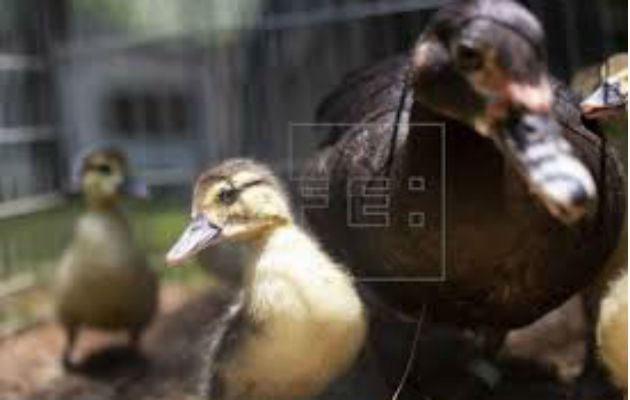 patos_caen_alcan_0.jpg