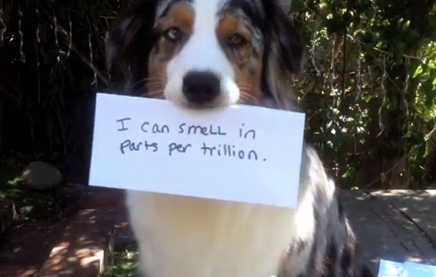Perro en video de InSitu con r´tulo: "Huelo en partes por trillón. ¡Eso es como una gota de agua en 20 piscinas de tamaño olímpico!"